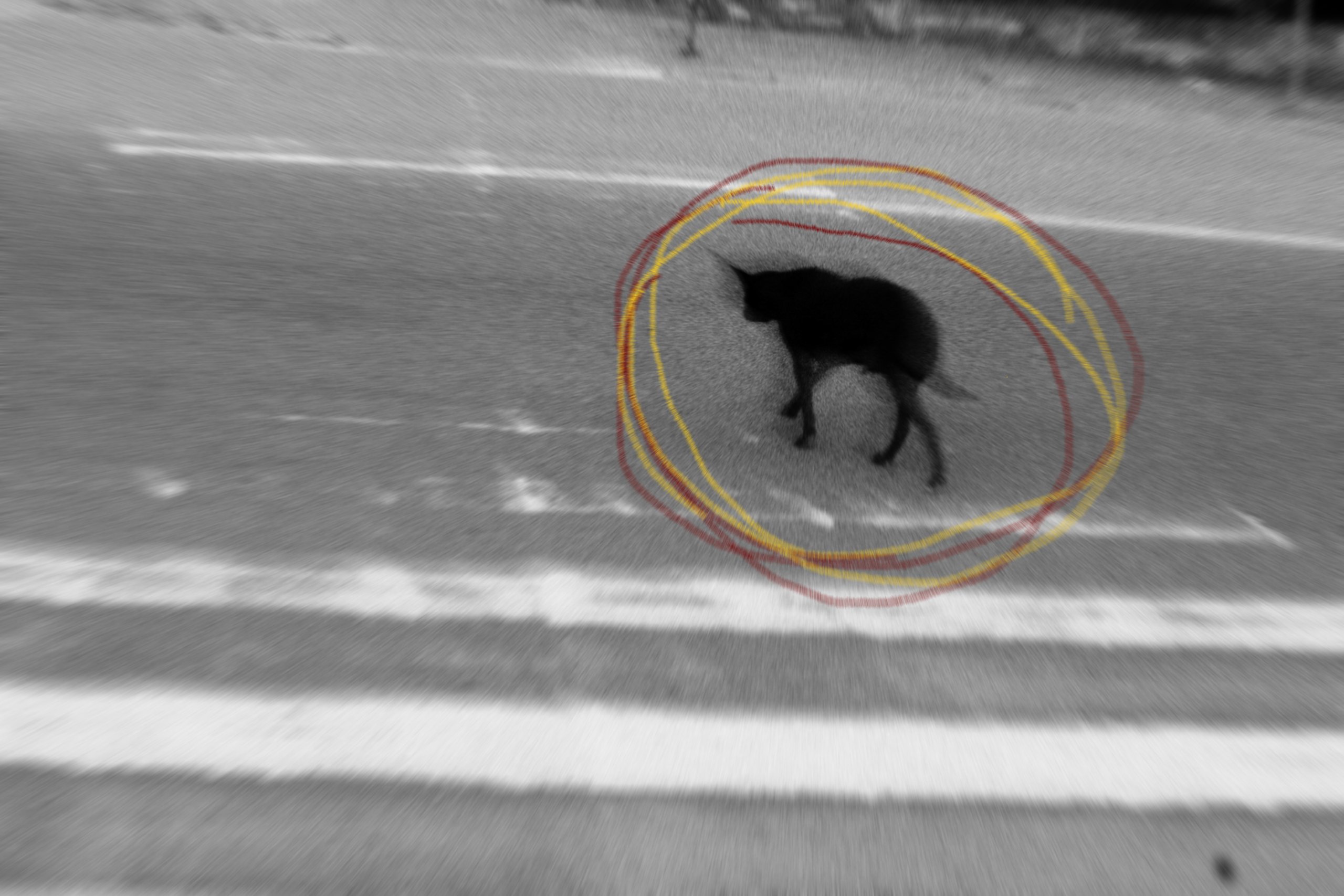 A dog crossing the road, circled in yellow