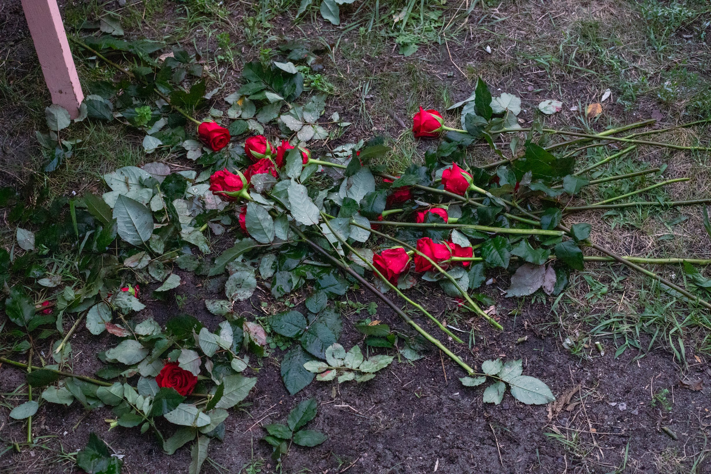 Stripped roses and leaves scattered on the ground