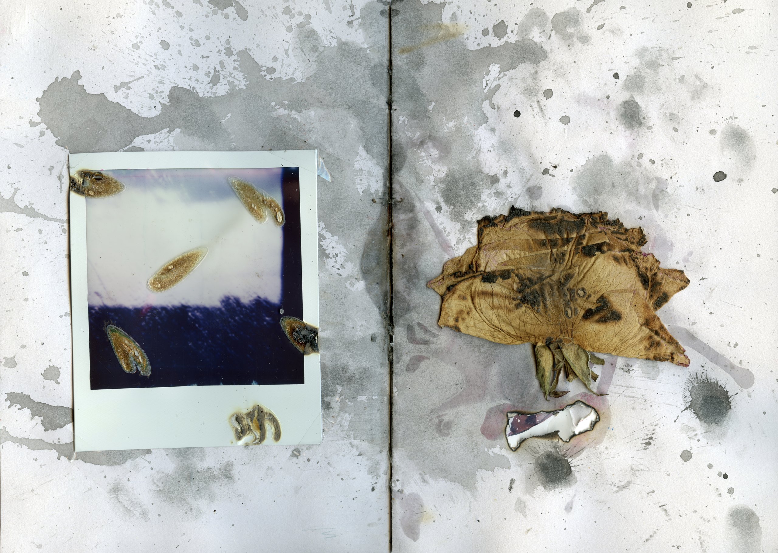 Spread with a polaroid of the sky and dried petals